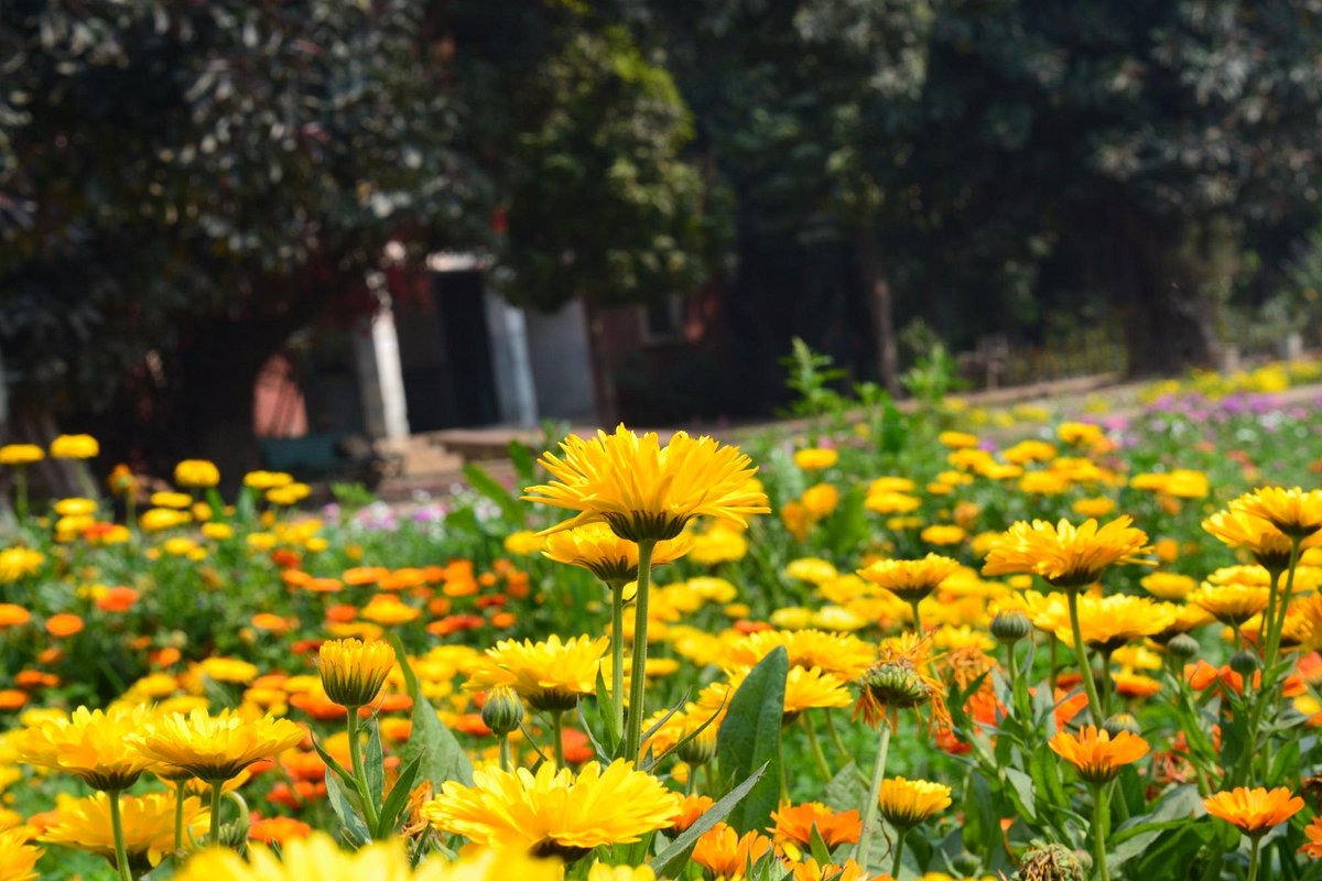 Baradari Gardens Patiala sightseeing